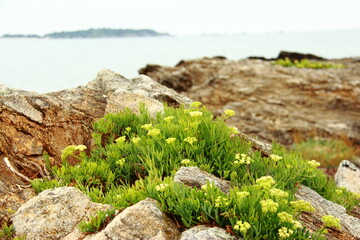 Criste marine