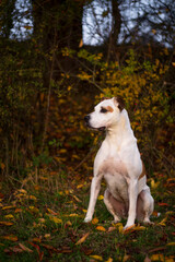 Obraz na płótnie Canvas Happy american pitbull terrier dog posing in beautiful colorful autumn nature 