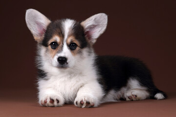 Cute welsh corgi pembroke puppy on brown background