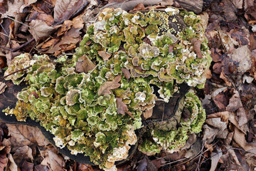 bracket fungus and leaves on a tree trunk in autumn