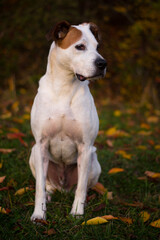 Happy american pitbull terrier dog posing in beautiful colorful autumn nature	

