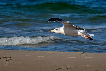 Mantelmöwe ( Larus marinus ).