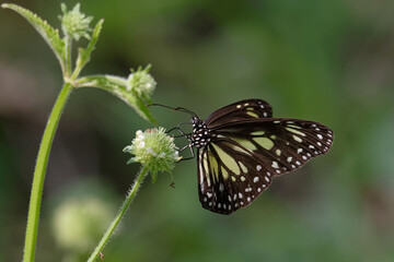 Butterfly Parantica cleona, Halmahera Island, Maluku, Indonesia