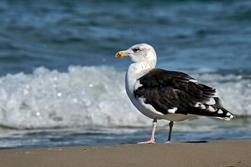 Mantelmöwe ( Larus marinus ).