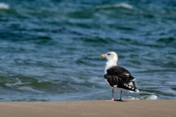 Mantelmöwe ( Larus marinus ).
