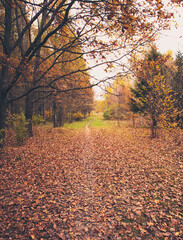 The beautiful avenue in the autumn park with a lot of trees and yellow leaves on the floor