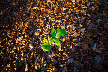 Green leaves in a wood where all other leaves are brown