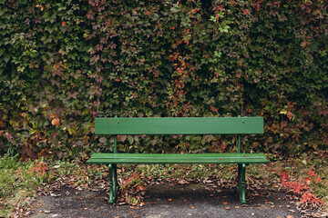 Empty Green park bench with wall and green leaves of the ivy