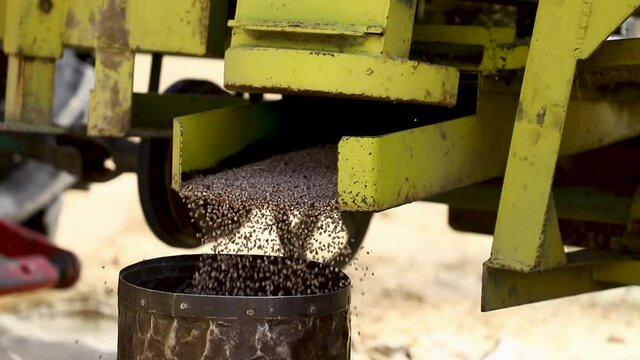 close up of a guwar or cluster bean or cyamopsis  in the field