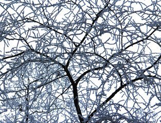 Winter time near forest and a path leading there.