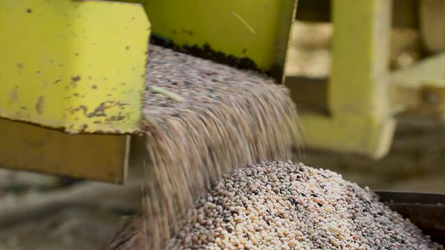 close up of a guwar or cluster bean or cyamopsis  in the field