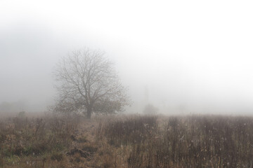 Lonley tree in foggy autumn field.