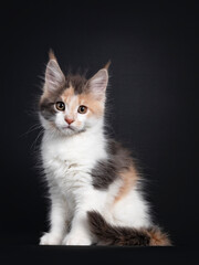 Cute little tortie Maine Coon cat kitten, sitting side ways. Looking towards camera. Isolated on a black background.