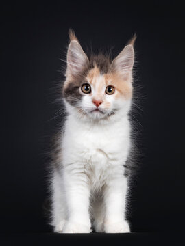 Cute little tortie Maine Coon cat kitten, standing facing front. Looking towards camera. Isolated on a black background.