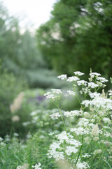 
white flowers on a green background