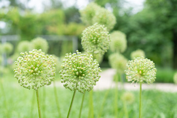 decorative bow Allium bloomed