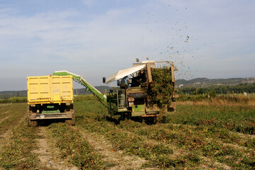 récolte des tomates pour la conserve
