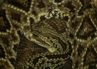 close up of a python