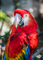 red and yellow macaw