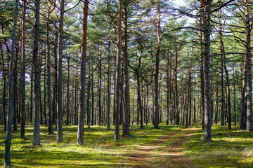 view of a beautiful sunny pine forest in summer