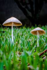 mushroom in the forest