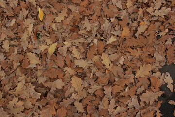 Dry oak leaves on the ground . autumn background