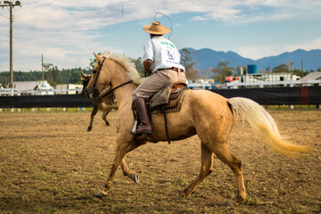horse and rider