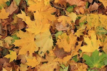 Autumn leaves on ground. autumn background