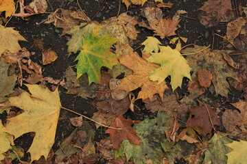 Gray asphalt pavement with fallen yellow leaves of trees. Autumn background
