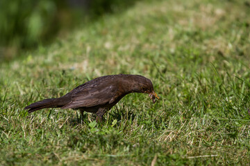 photo of a Black Bird hutting for worms - 390601554