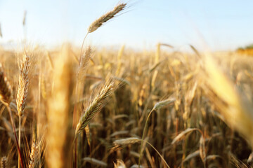 Wheat field