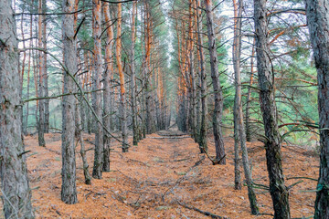 autumn forest landscape with blue sky background