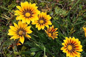 Close up of  Daisy flowers in full bloom, Spring Flowers