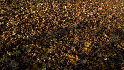 texture of a carpet