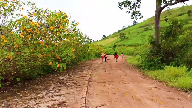 Kids funny and Mexican sunflowers blooming at the forest, Tree marigold, Mexican tournesol blossom in the winter Chu Dang Ya Volcano, Gia Lai, Vietnam