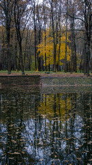 autumn in the forest