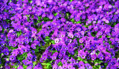 Fototapeta premium Vivid spring flowers in the nature.