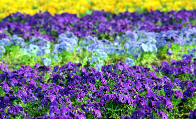 Obraz premium Vivid spring flowers in the nature.