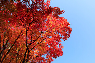 Former Karuizawa in autumn with autumn leaves under the blue sky