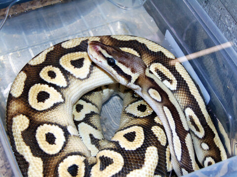 rock python snake - closeup view   