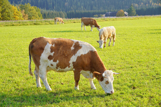 glückliche Kühe weiden an einem Frühlingstag auf einer grünen Wiese in freier Natur (Molkerei Vieh)