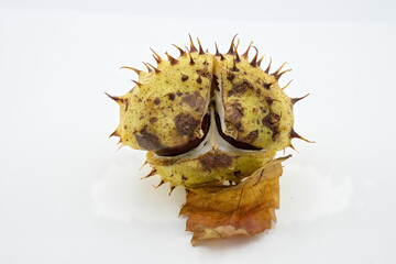 Close up of broken horse chestnut, Aesculus hippocastanum isolated on white background and full depth of field