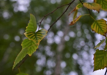 green leaves on a branch