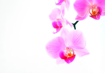 Obraz na płótnie Canvas Tropical orchid flower petals.