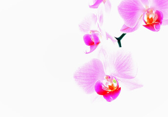 Naklejka na ściany i meble Tropical orchid flower petals.