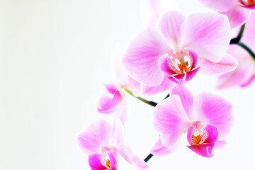 Naklejka na ściany i meble Tropical orchid flower petals.