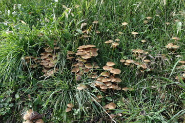 sotto bosco