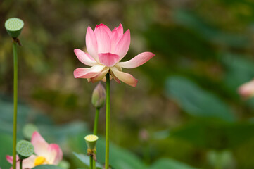 pink lotus flower