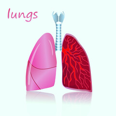 Human lungs, organs, vector illustration


