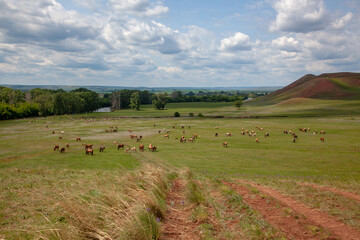 Fototapeta na wymiar Hills of Bashkiria. Horses grazing on the plain.